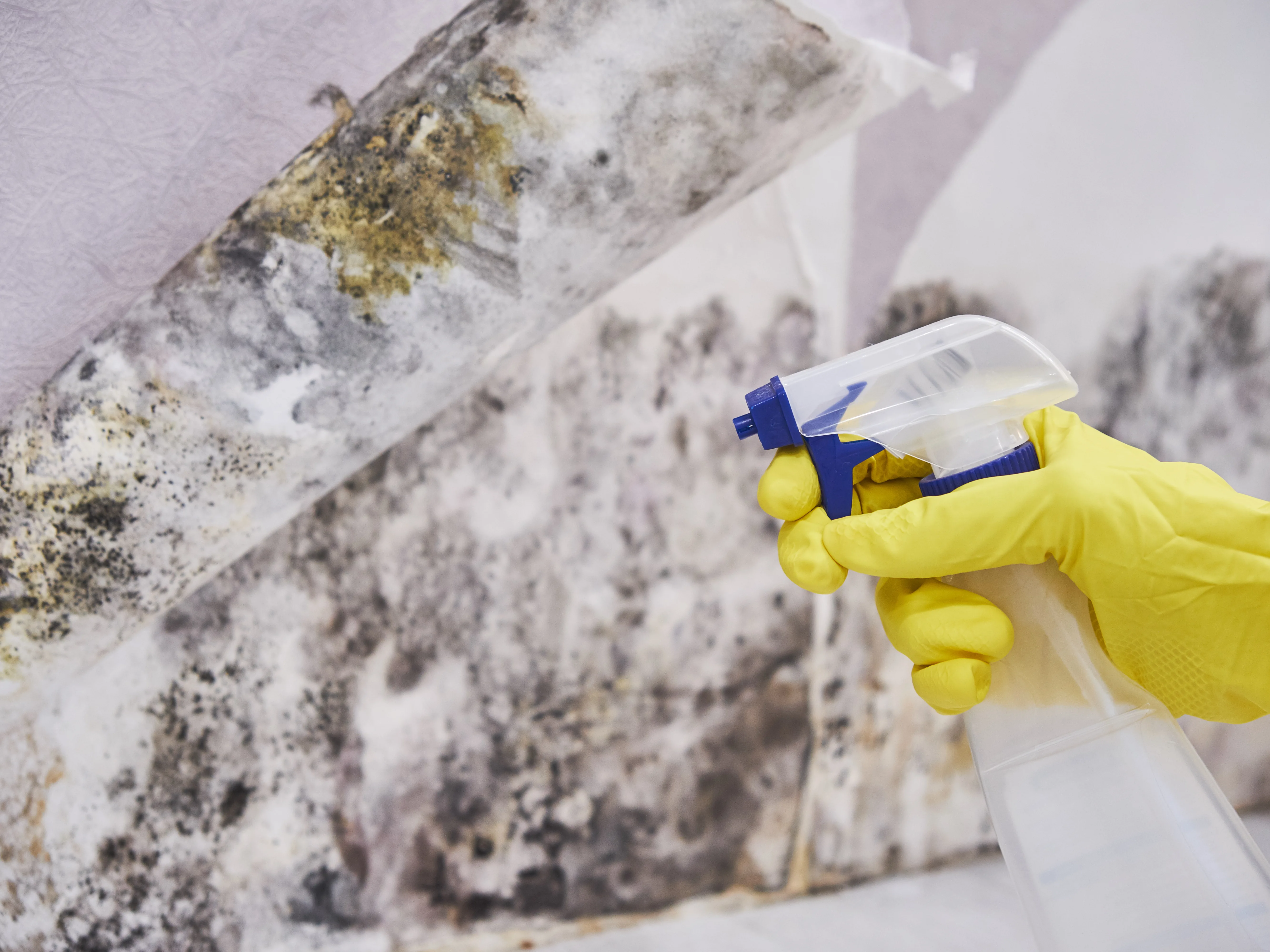Mold Removal & Remediation